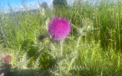 Tag 13 – Weich werden erlauben – Abenteuer Frieden