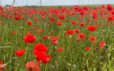 Tag 4 – Demut ist die neue Fülle – Abenteuer FRIEDEN