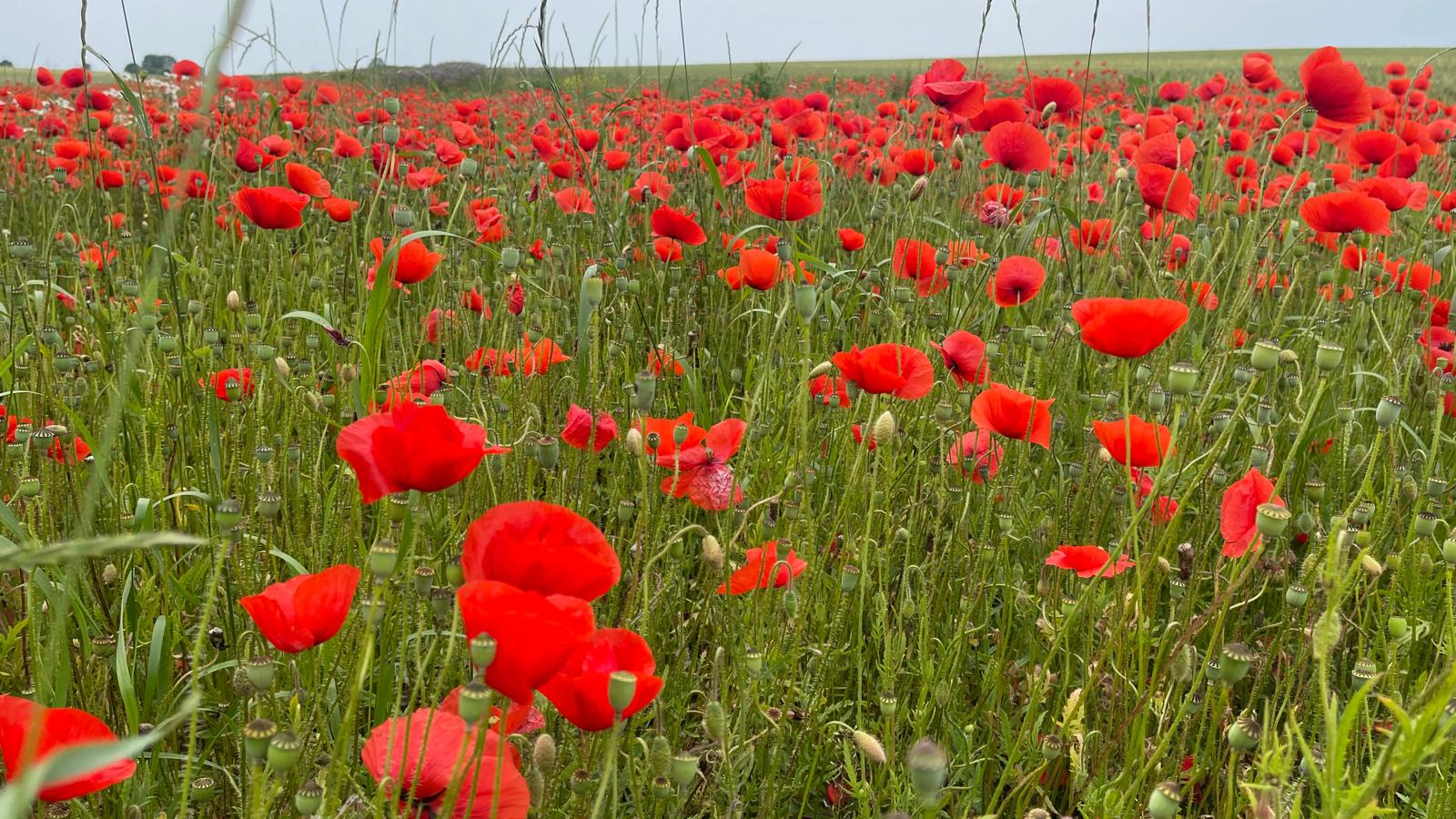 Tag 4 – Abenteuer Frieden