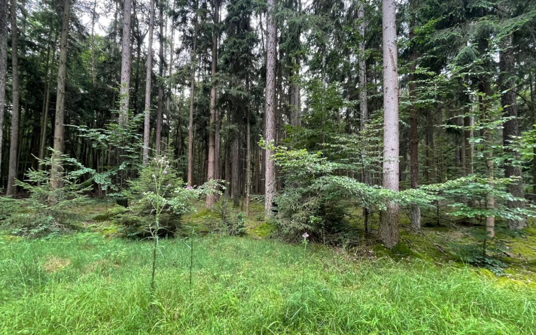 Tag 15 – Die Natur als Friedenstifter – Abenteuer Frieden