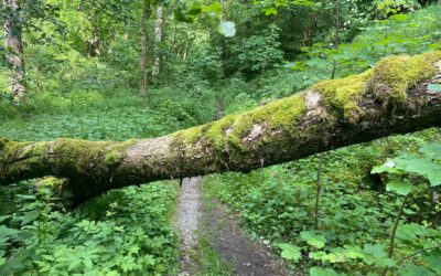 Tag 25 – Problem oder Lösung – Abenteuer Frieden