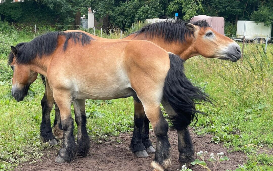 Tag 26 – Liebe – Abenteuer Frieden