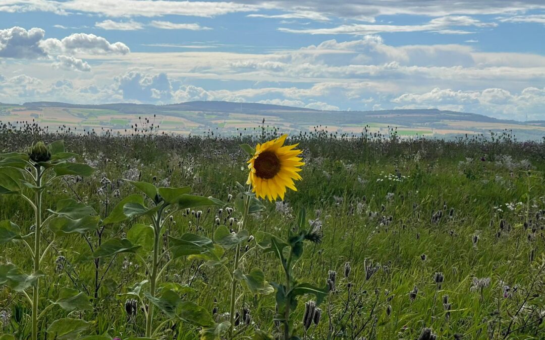 Tag 34 – Freude oder Bedauern – Abenteuer Frieden
