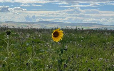 Tag 34 – Freude oder Bedauern – Abenteuer Frieden