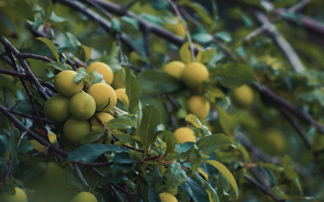 Tag 36 – Fürsorge- Abenteuer Frieden