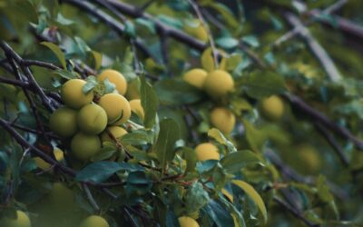 Tag 36 – Fürsorge- Abenteuer Frieden