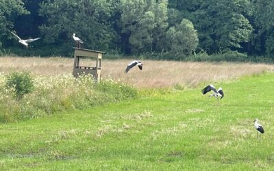 Tag 19 – Bewegung – Abenteuer Frieden